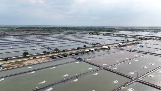 Tambak Ikan